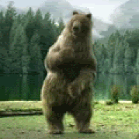 gif+dancing+bear.gif