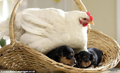 chicken adopts puppies