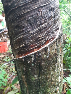 https://www.kangkaret.com/2019/12/perbedaan-menyadap-pohon-karet-yang-sudah-tua-dan-yang-masih-muda.html