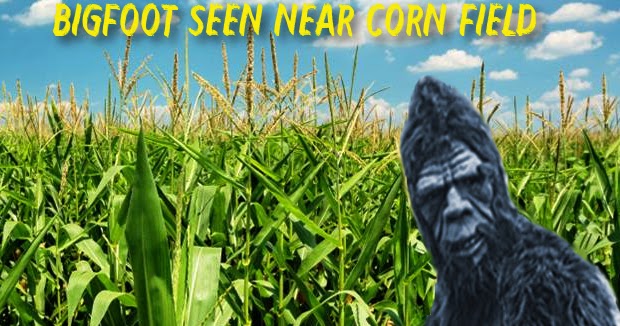 Bigfoot Seen Near Corn Field