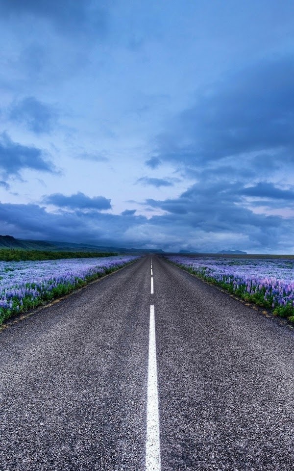 Blue Flower Field Highway  Android Best Wallpaper