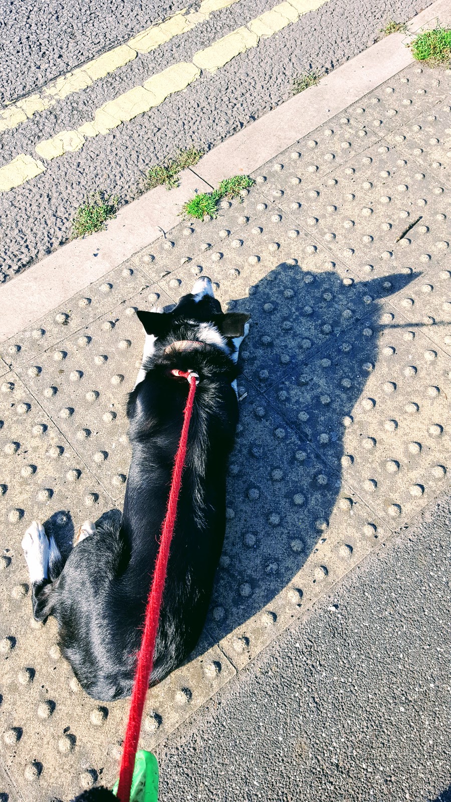 A Walk With Me And Mollie