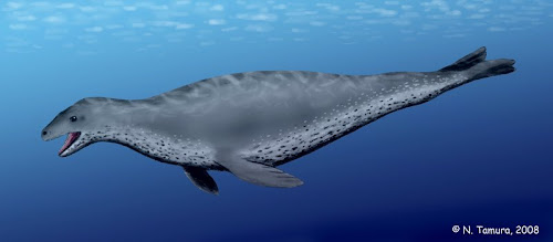 foca prehistorica Acrophoca