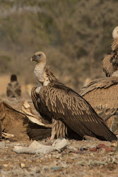 flying largest birds heaviest vulture vultures ever earth recitals wilderhood planet preferred scavengers natures