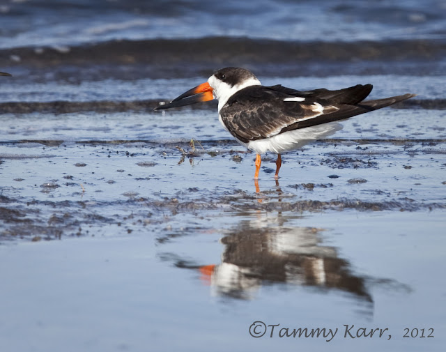 i heart florida birds Black Skimmers