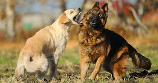 Agresion en perros Agresion en perros