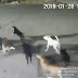 Muere mujer atacada por una jauría de once perros