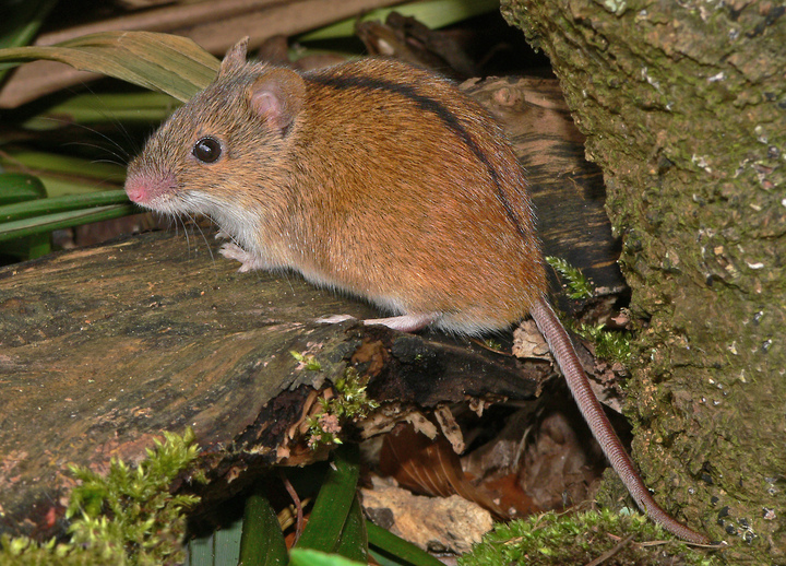 Altes und Neues von Bernd Nowack, Dessau: Kleine Maus am Haus