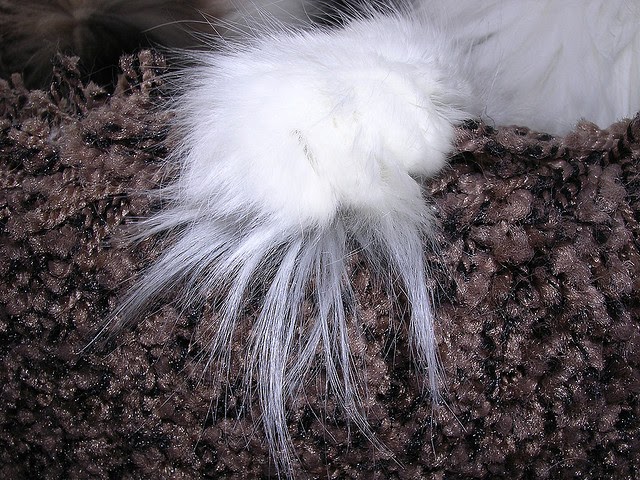 Coon Paws Photo