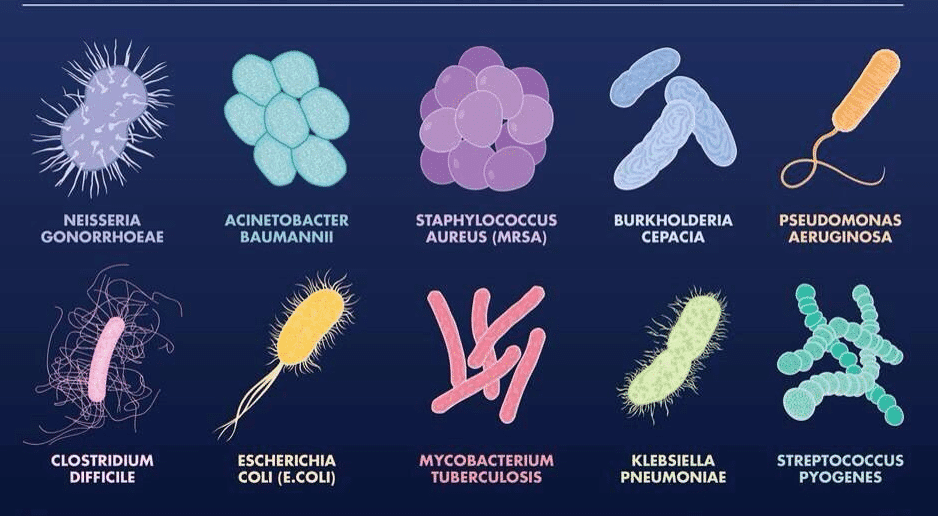 Bacterias