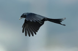 drongo bird flying latest speakzeasy common australia species nest animals