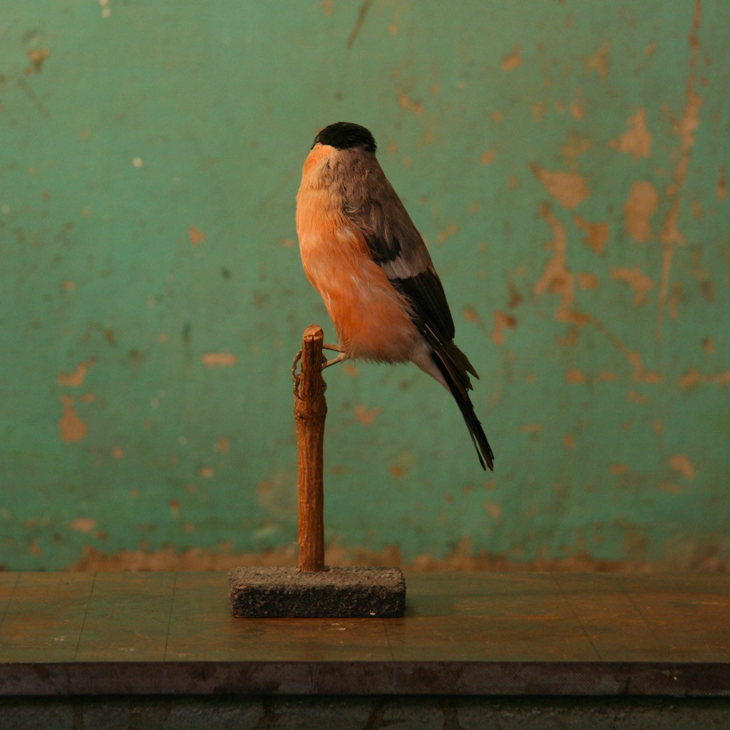 Bird In Everything Small Bird Taxidermy