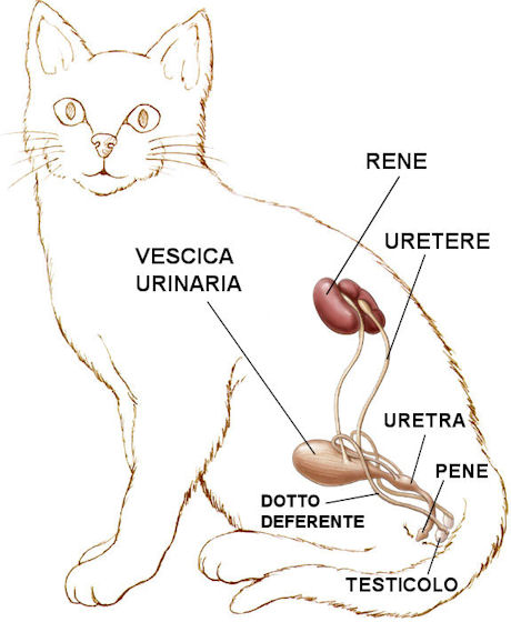 Struttura e funzione del tratto riproduttivo maschile felino
