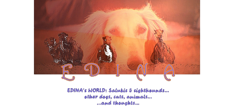 ♥♥♥E D I N A♥♥♥EDINA's WORLD: Salukis and sighthounds
