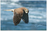 the latest post at Snap Happy Birding is linked here....just click on pic. to take you there.