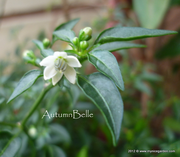 My Plant Finder Plant Guide Loropetalum Chinense Var Rubrum
