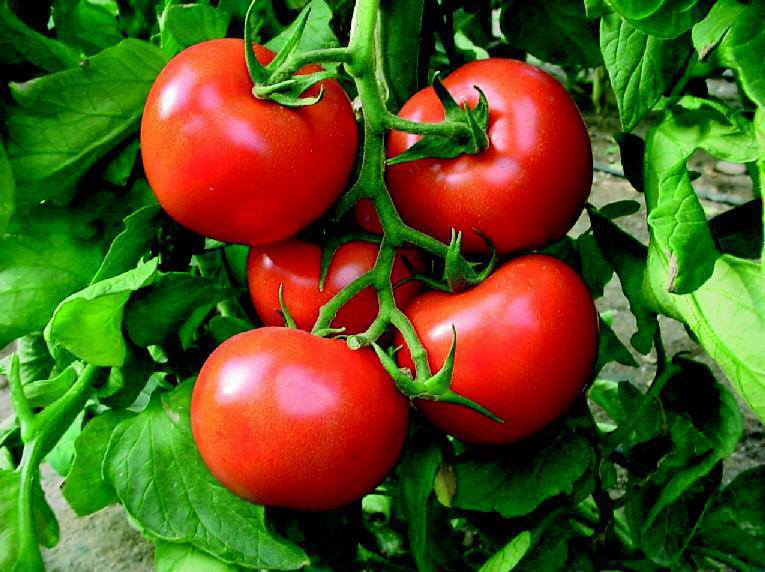 tomato fruit or vegetable Image Gallery For Ever