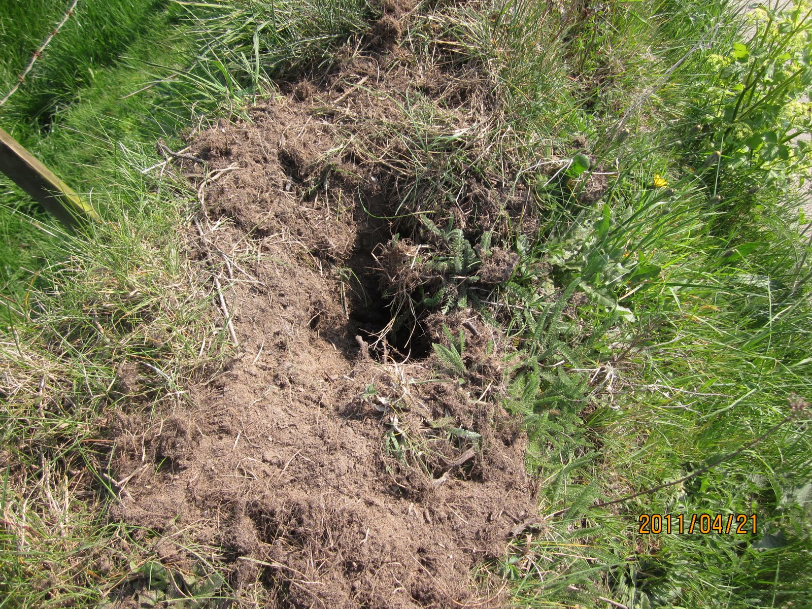 Wild About The Llŷn Unusual Badger Latrine