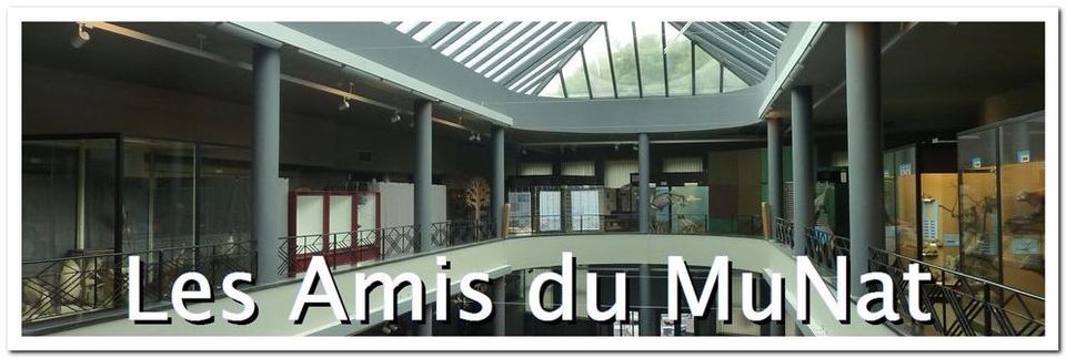 Blog des Amis du Muséum régional des Sciences naturelles (MuNat) à Mons