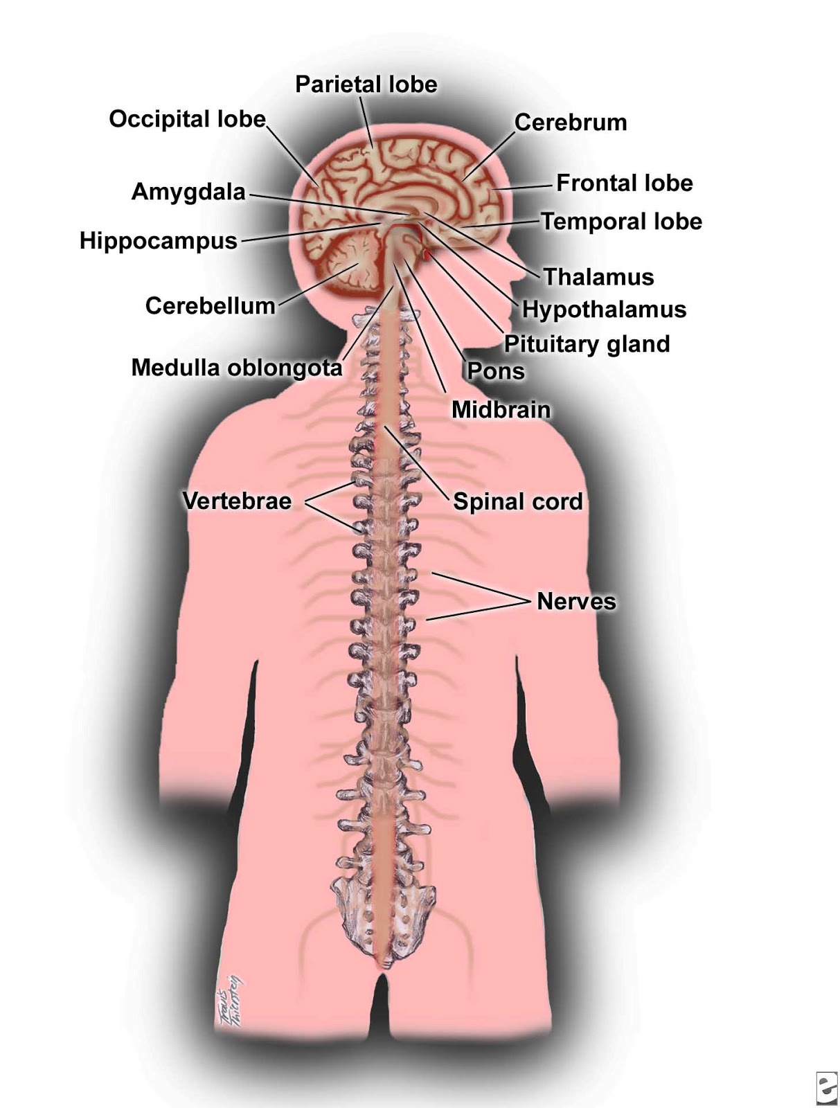 Human Body Systems and their Organs: Nervous System