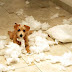 Dogs Destructive Behavior and How to remedy the problem