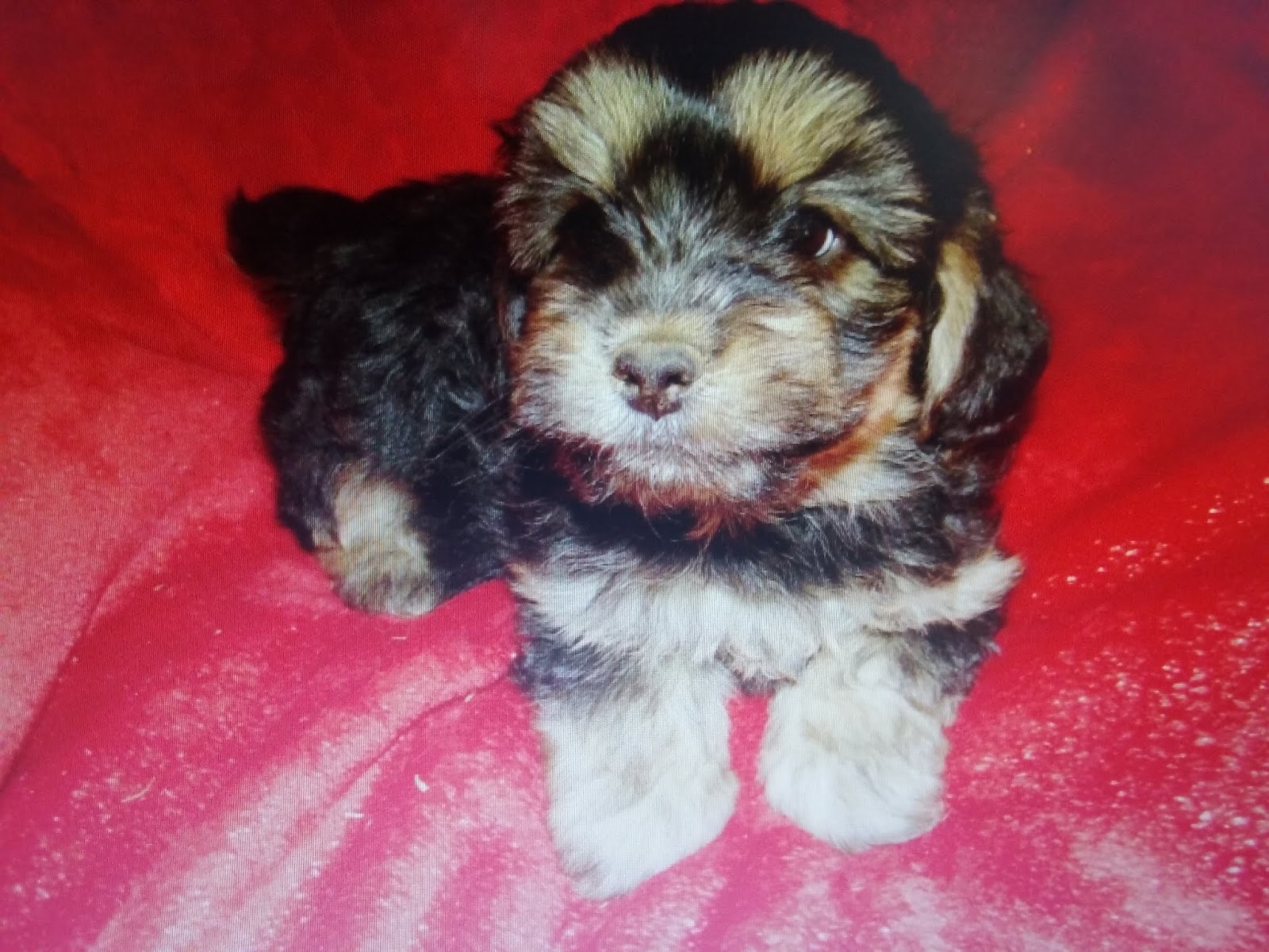 Designer Dogs and Pups: Breeds of Hypoallergenic Dogs