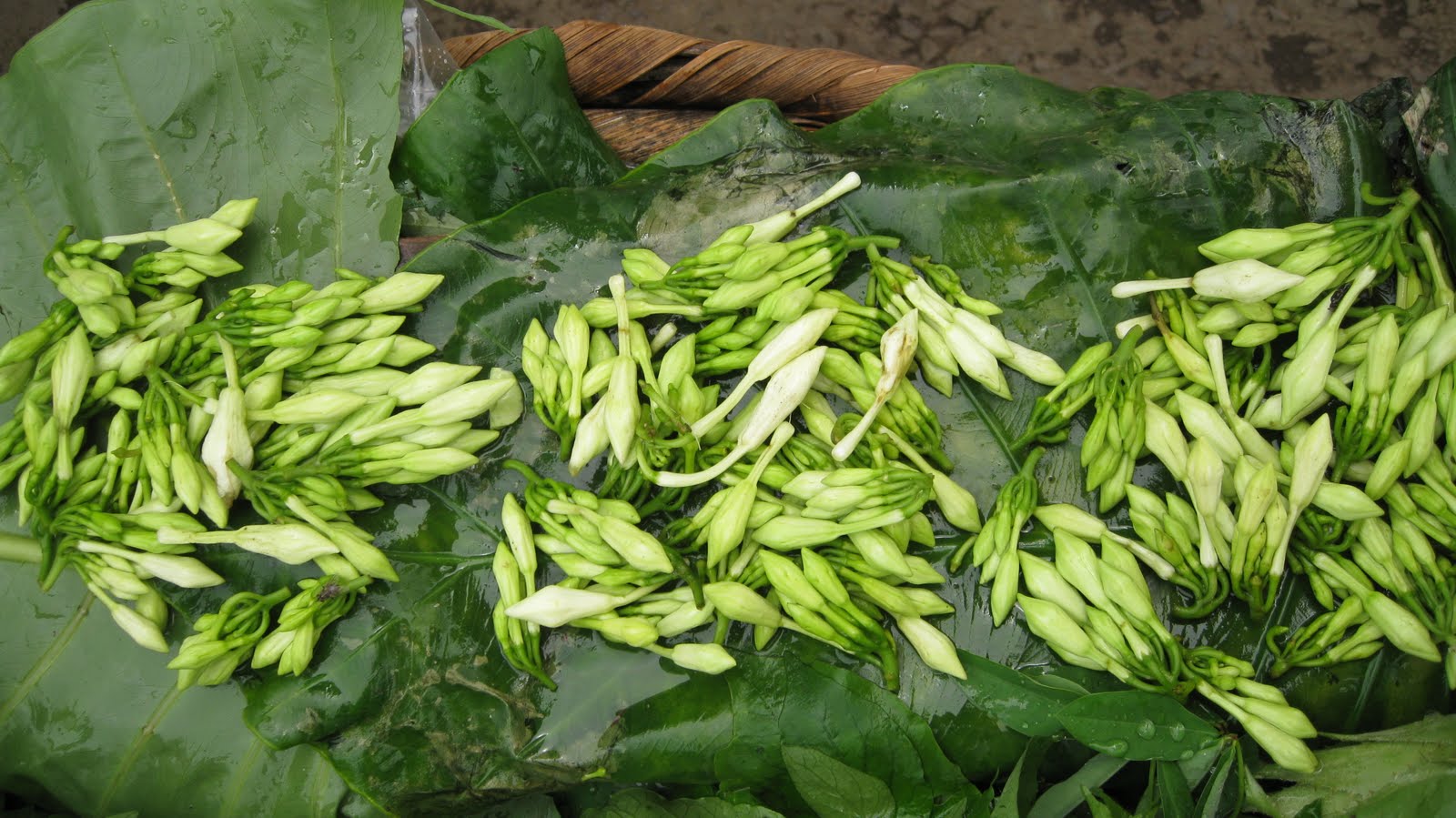 La Flor de Loroco Imagenes de El Salvador