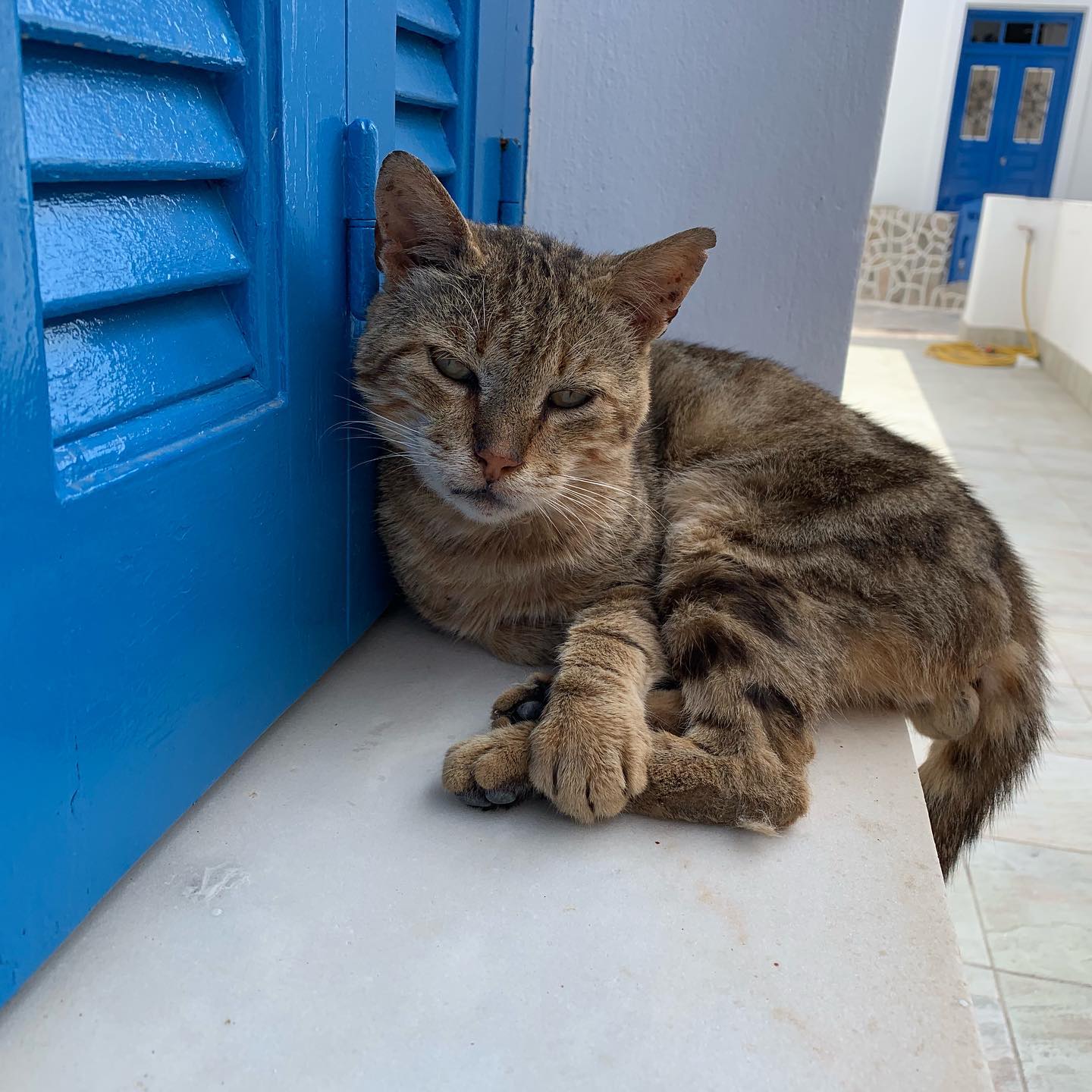 List 90+ Pictures Why Are There So Many Cats In Greece Latest