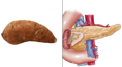لماذا بعض الأطعمة تشبه بعض أعضاء الجسم ؟ العلم يكشف السر... لماذا بعض الأطعمة تشبه بعض أعضاء الجسم ؟ العلم يكشف السر...