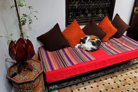 Marrakesh cats