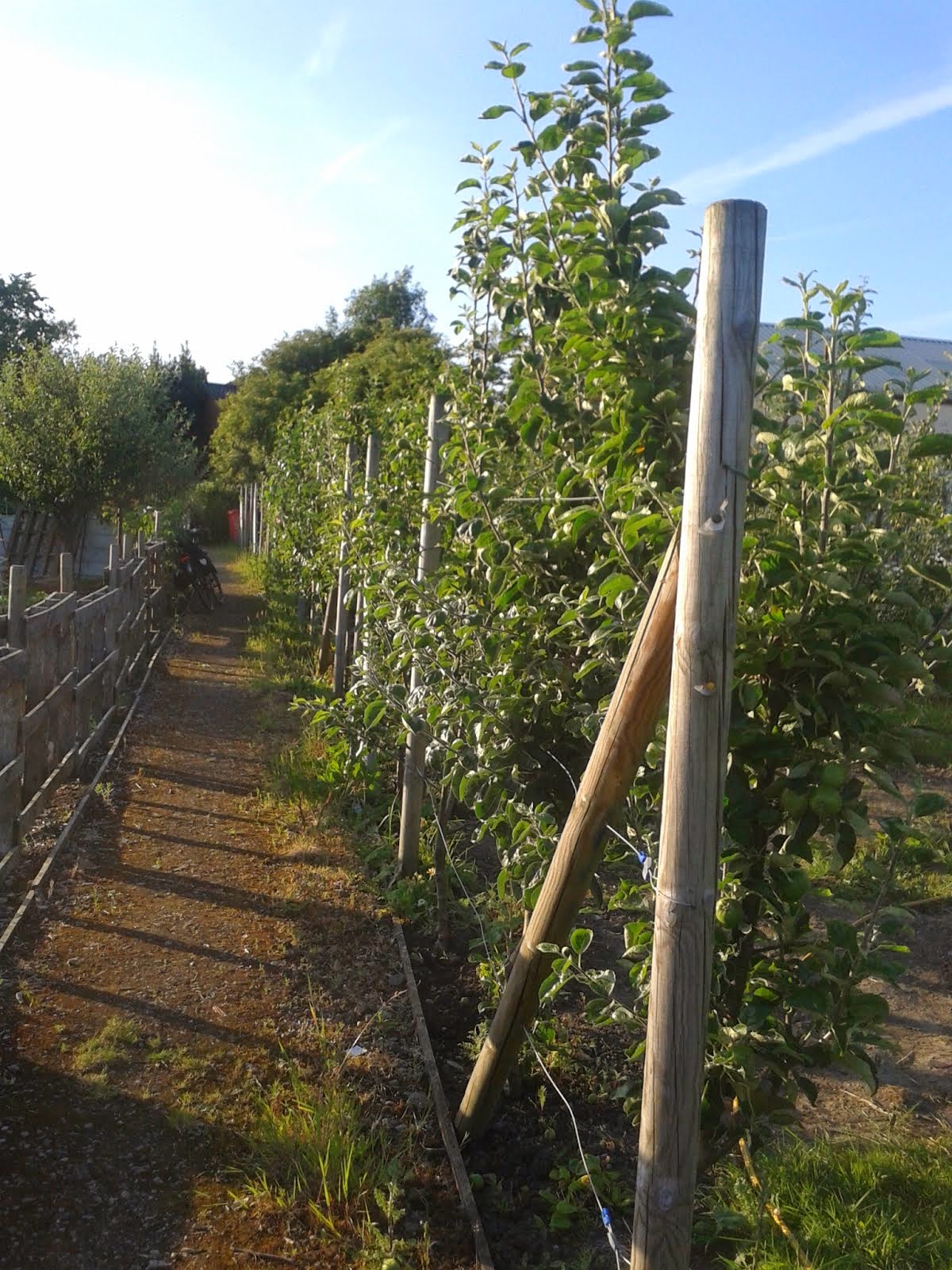 The orchard plot