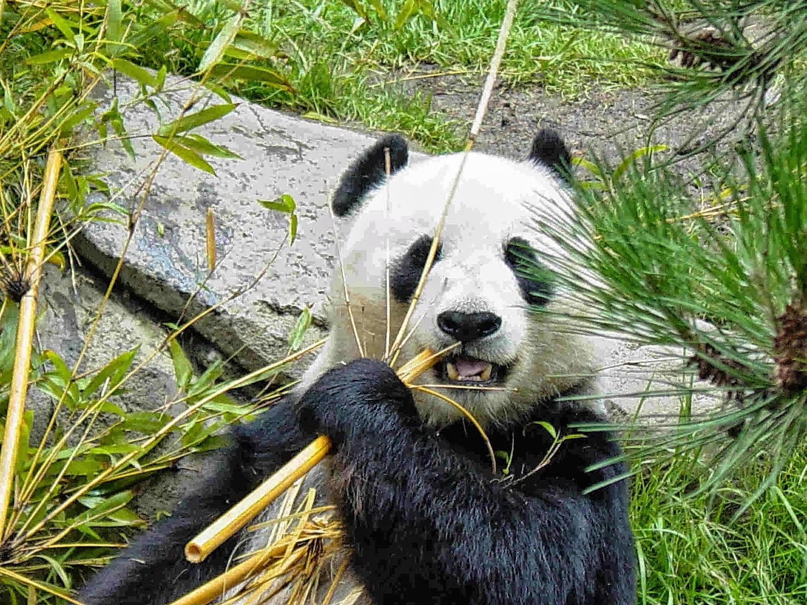 Fieggentrio: Reuzenpanda