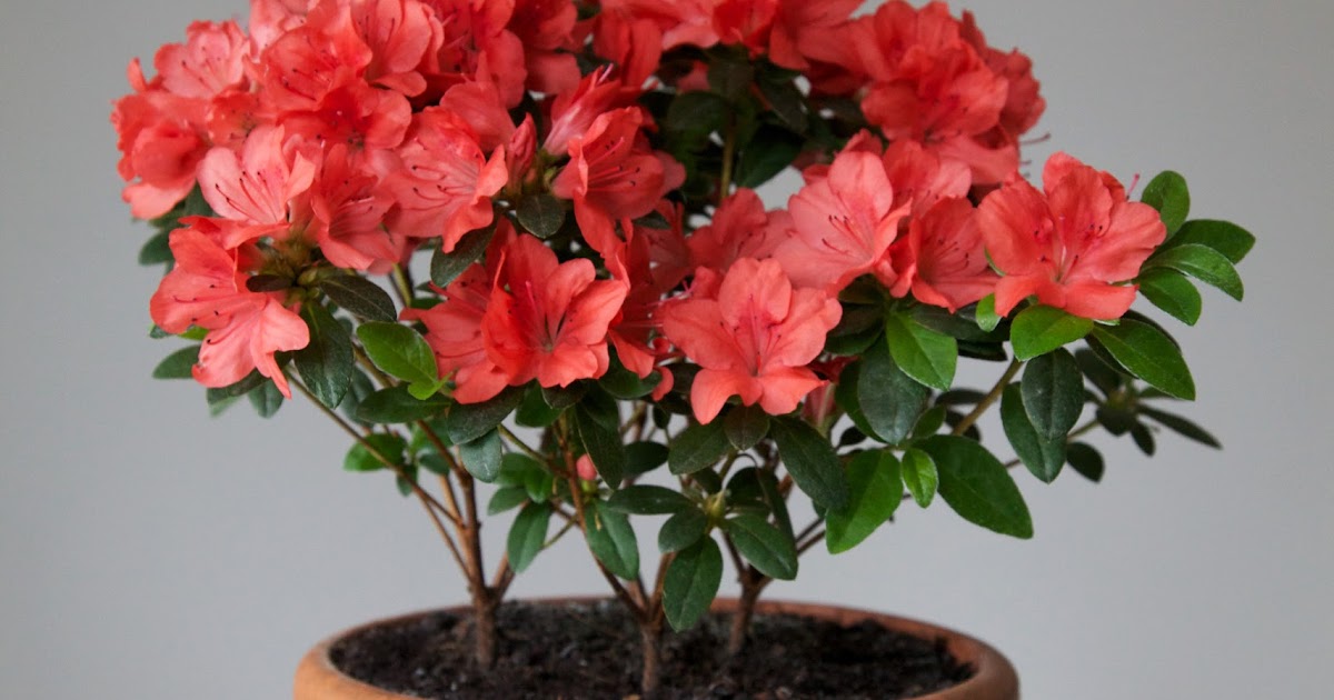 My Gardening Archive September 2015