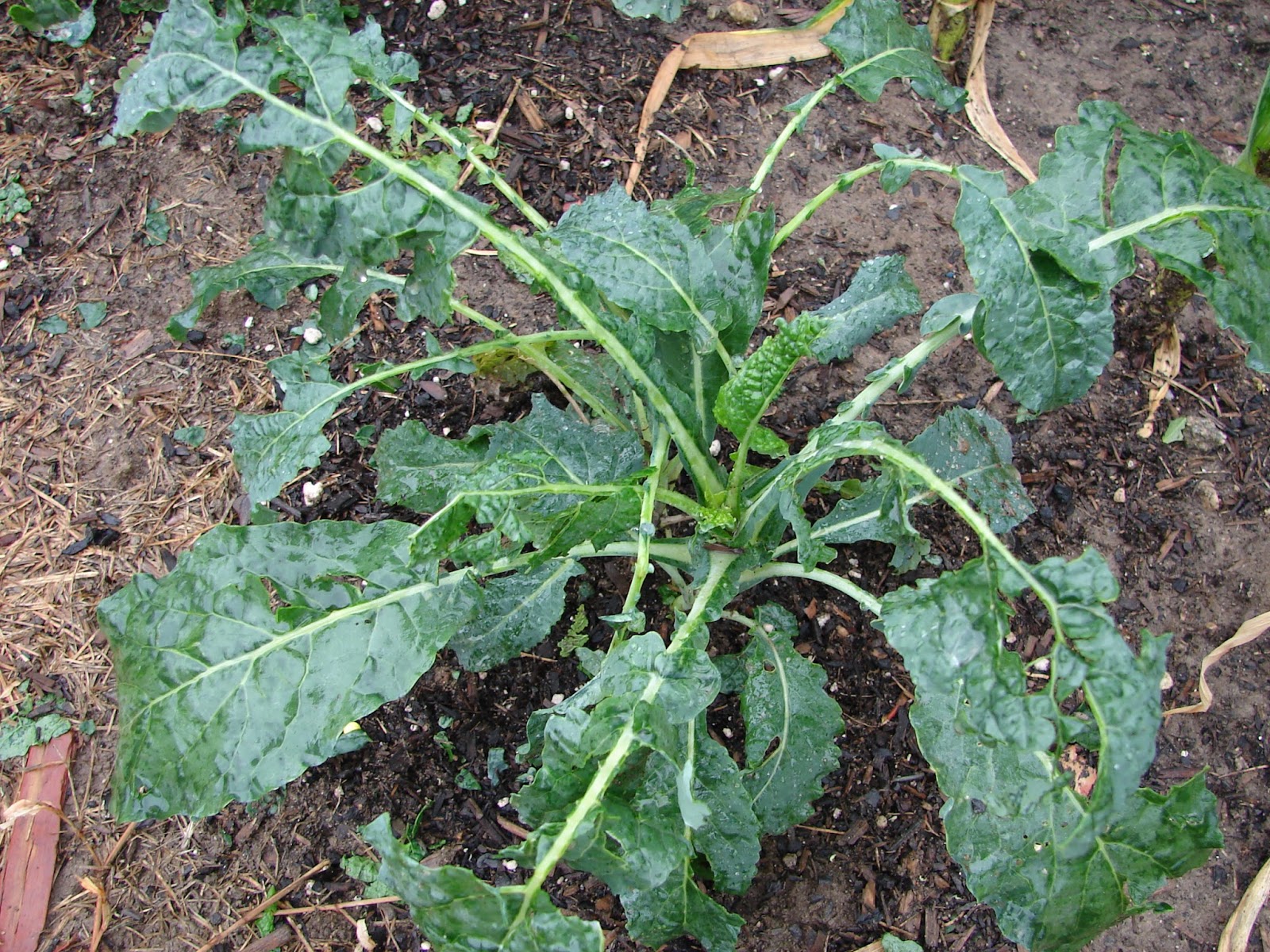 New Utah Gardener Garden Plants Damaged By Hail!