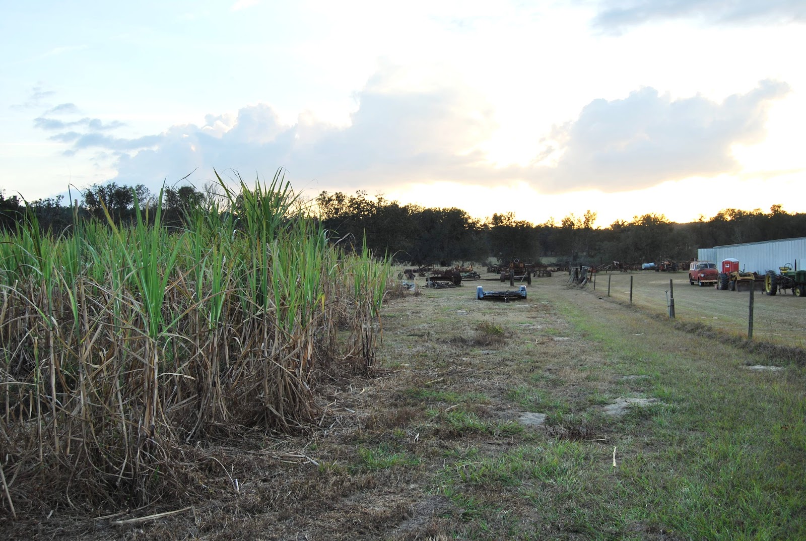 Helen A. Lockey Florida Sugar Cane Syrup Making From Field To Bottle