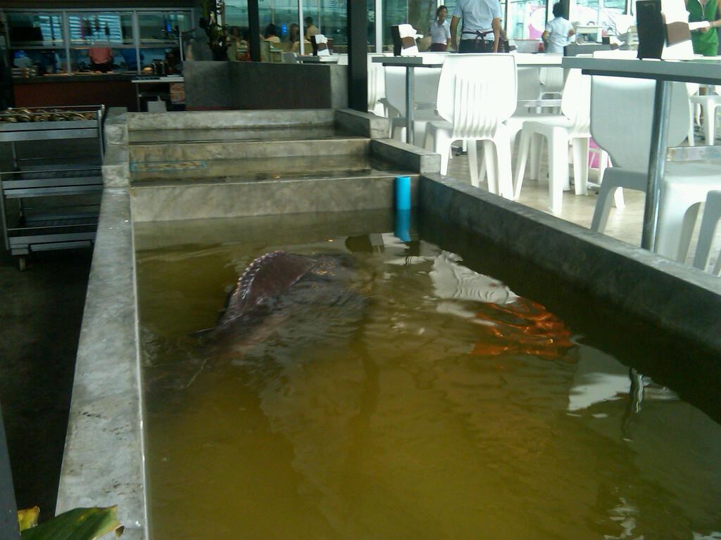 free adult sex dating