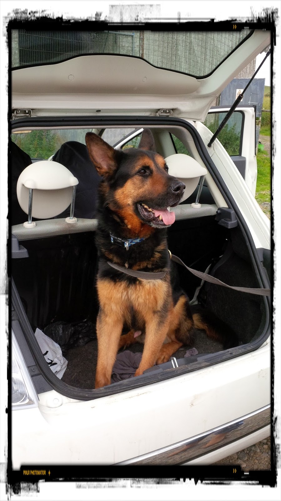 "It's A Dog's Life"..... SHAK (Safe Homes And Kindness) How Big A Dog