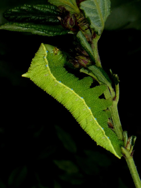 Rhodinia fugax caterpillar Rhodinia fugax caterpillar