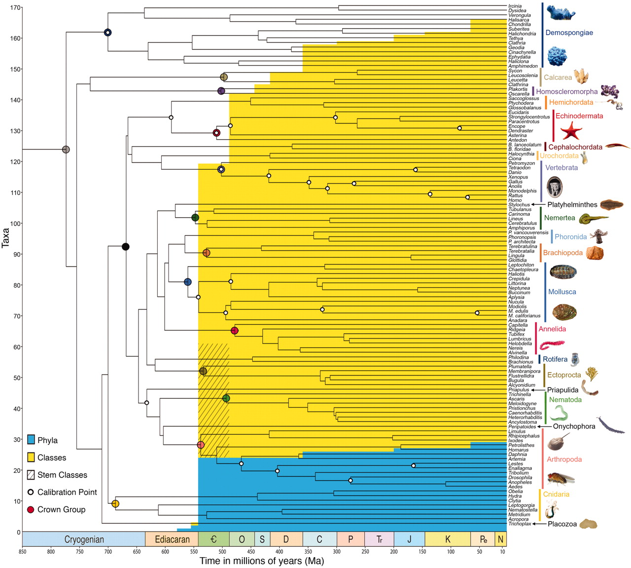 Sandwalk The Cambrian Conundrum Fossils vs Genes