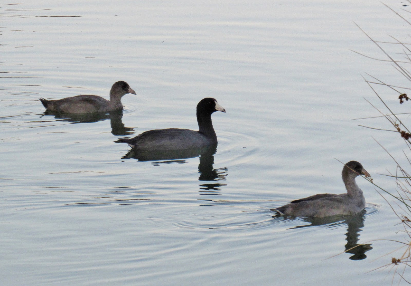 American Coots & Baby... Cootlings?