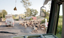 little bird fly through my window lyrics 2