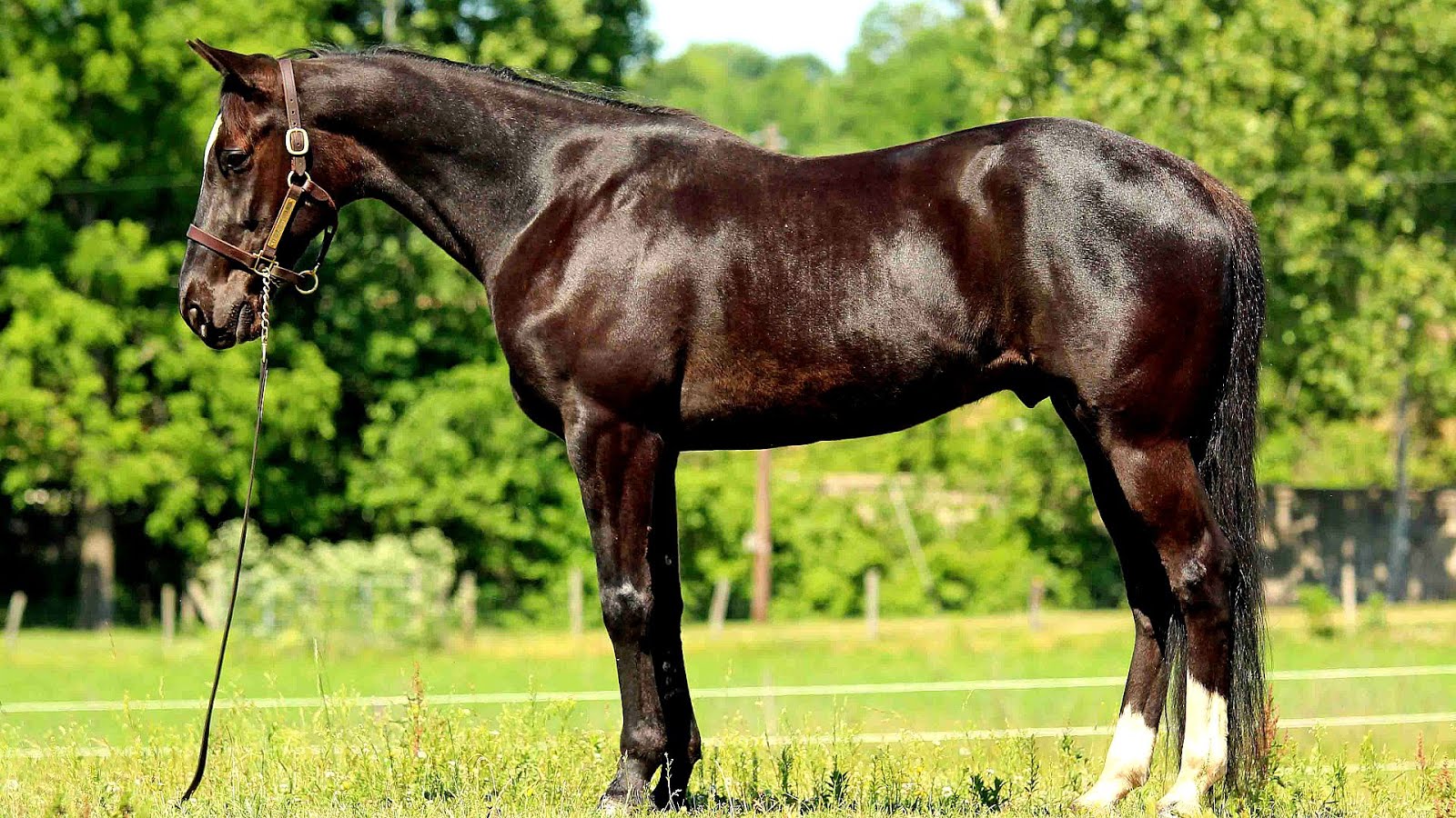 Thoroughbred Ottb Horse Horse Choices