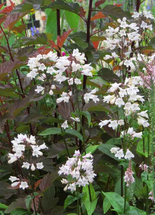 Bonney Lassie June 2010