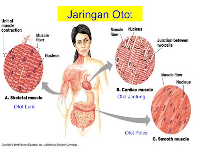  Otot adalah jaringan yang terdapat di dalam tubuh manusia dan hewan  yang melekat pada tu Otot Manusia (Pengertian, Karakteristik, Fungsi, Jenis dan Cirinya)