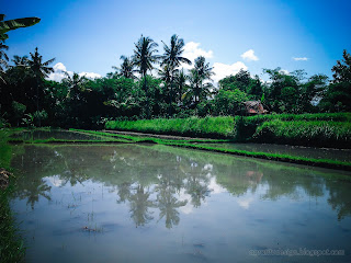 Watering The Rice Fields Step In Planting Of Paddy Plants At Ringdikit Village, North Bali, Indonesia
