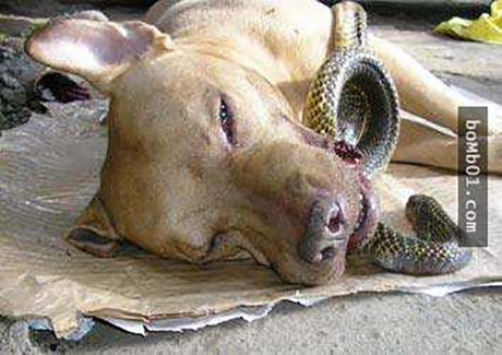 Trai tim tan chay voi anh xuc dong ve 