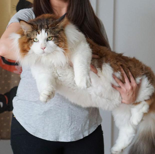 Mèo ú 13kg mặt lúc nào cũng như hờn cả thế giới
