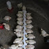 Pemilihan Tempat Pakan agar Kandang Anak Ayam rapi dan bersih
