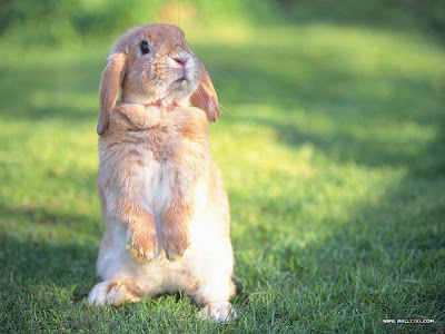 Rabbit+7.jpg