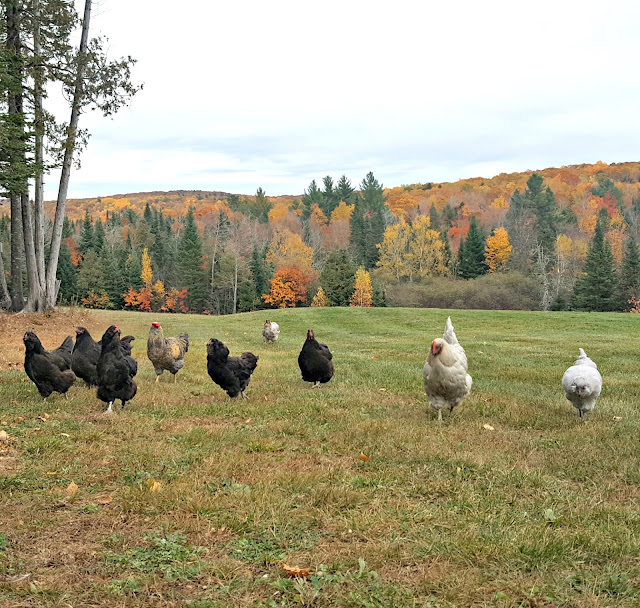 Growing Sprouting Seeds for your Chickens Fresh Eggs Daily®